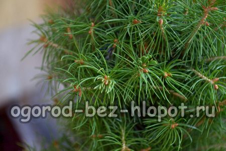 Νάνος έλατο