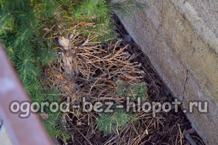 Κλείσιμο με το αυτοκίνητο στα έλατα