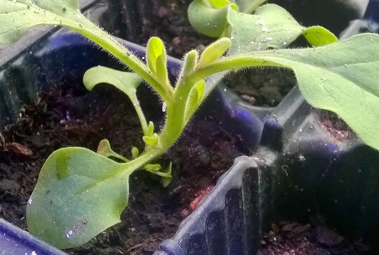 pétunia terry
