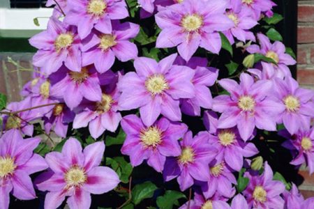 Klematis