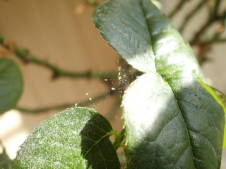 Spinnmilben auf Fuchsien