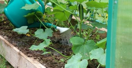 fertilisation racinaire des concombres