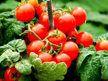 Faule Tomaten