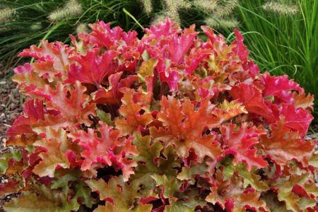 Marmellata di Heuchera
