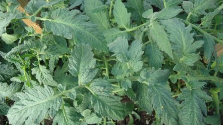 Grandi foglie verdi di pomodoro