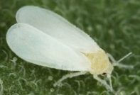 Mosca bianca