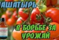 Ammoniaca per pomodori