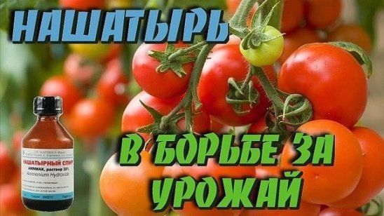 Ammoniak für Tomaten