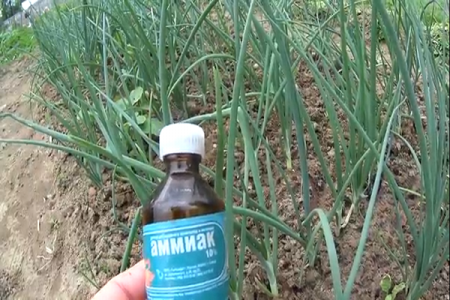 ammoniaque pour les oignons