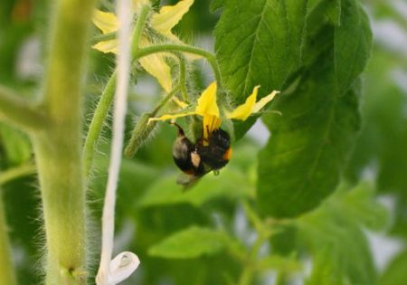 pollinisation