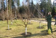 Lavorazione delle pere in primavera