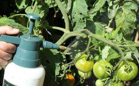 Behandlung von Tomaten mit Ammoniak 4