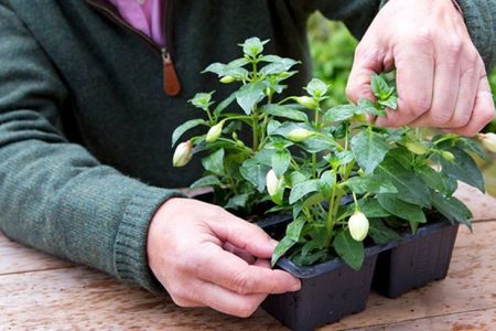 Fuchsien beschneiden und stutzen