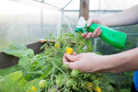 pulvériser des tomates