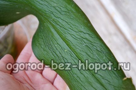 Una hoja de orquídea enferma
