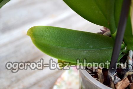 La hoja puede caer
