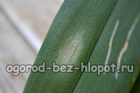 Orquídeas con antracnosis