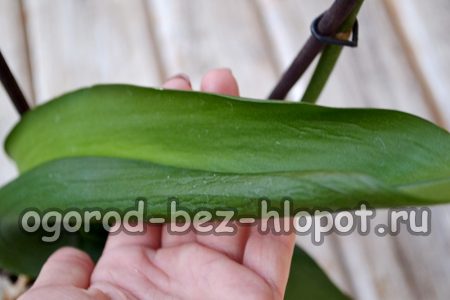 Pudrición por Fusarium de las orquídeas
