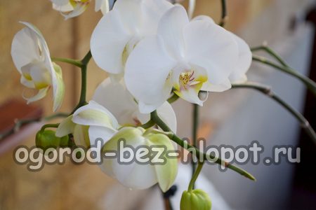 orquídea de casa