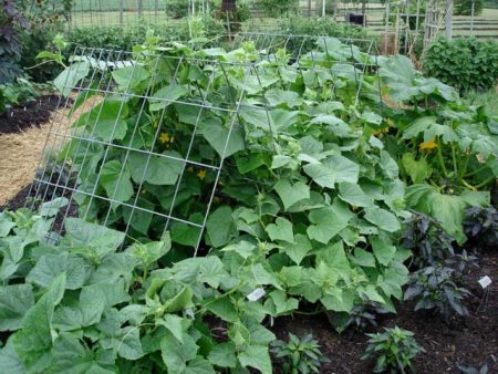 Suralimentation des concombres