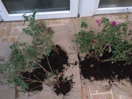 Fuchsien verpflanzen