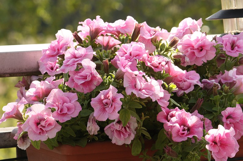 variétés de pétunia