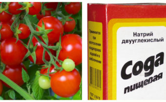 Backpulver für Tomaten
