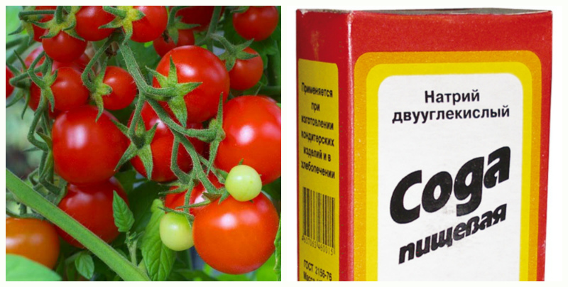 Backpulver für Tomaten