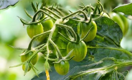 ovaire de tomate