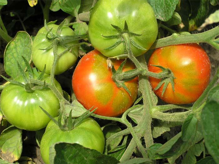 tomates rouges et vertes sur une branche