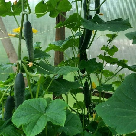 Fertilizzare i cetrioli