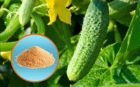 Fertilizzare i cetrioli