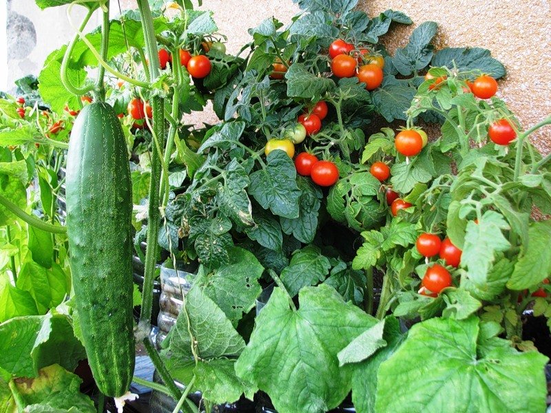 Condimento per il pane