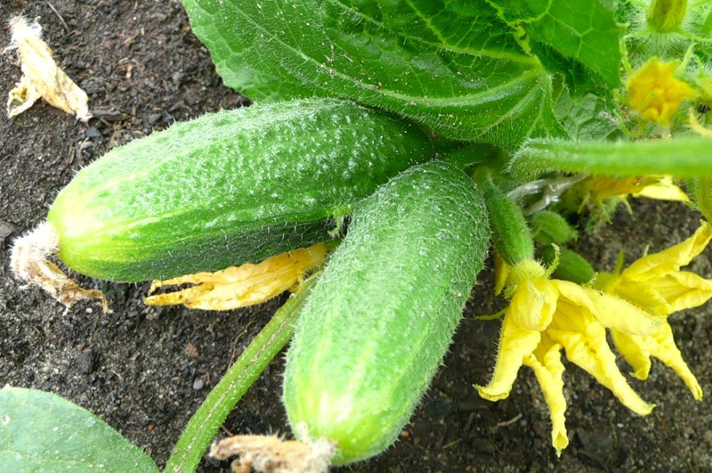 Fertilisation des concombres en serre