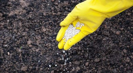 Fertilisation du sol pour les concombres