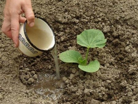 Fertilisation après la plantation
