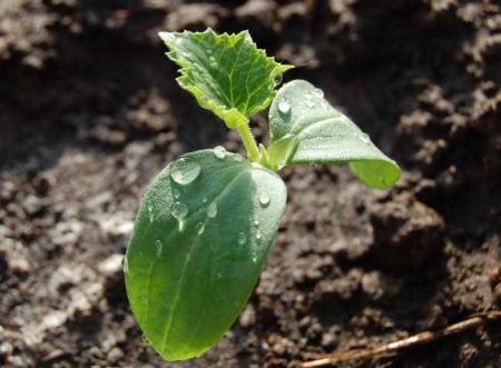 Fertilisation des jeunes plants de concombre