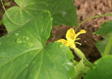 Fertilisation pendant la floraison