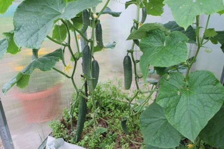 Fertilisation pendant la fructification