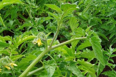 Cespugli di pomodoro