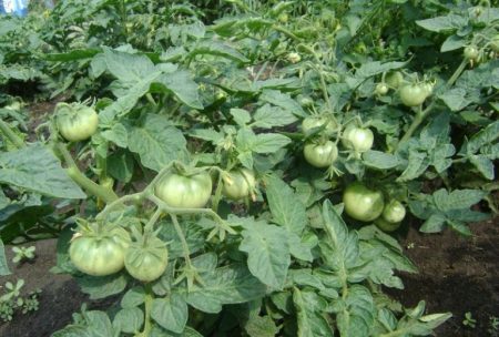 pomodori verdi