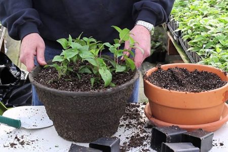Fuchsien pflanzen