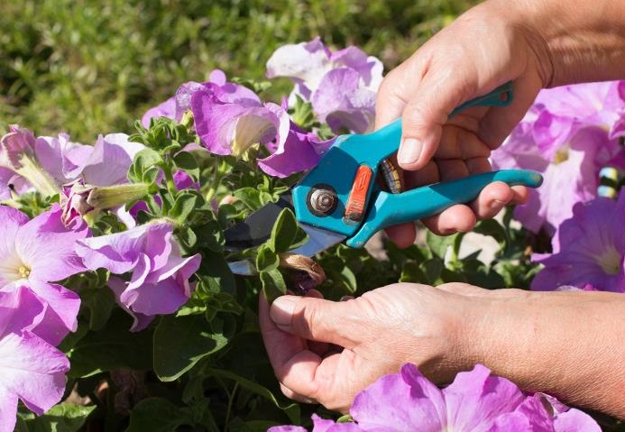 pincer pendant la floraison