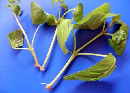 Fuchsienstecklinge
