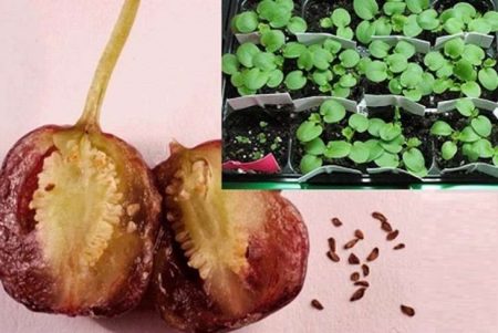Vermehrung von Fuchsien durch Samen