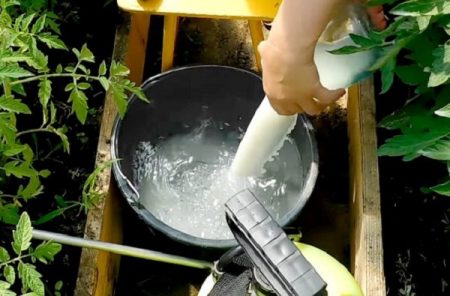 Tomaten mit Milch verarbeiten