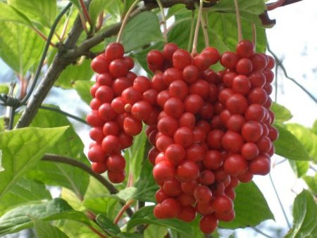 Schisandra