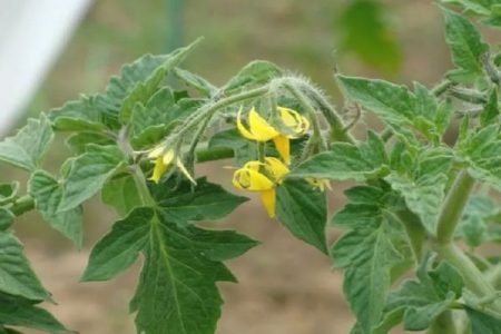 Fiori di pomodoro