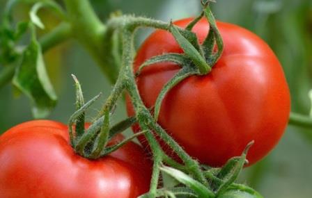 Tomate Lyana