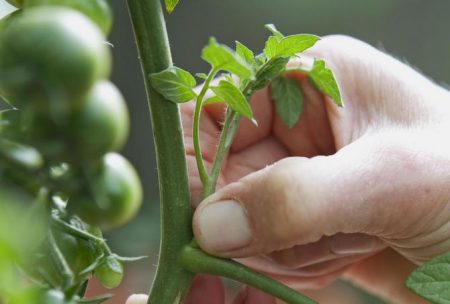 Stiefsöhne oder Fruchtstände